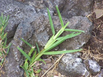 specie di una gramigna - cfr. Paspalum distichum e Poa sp.